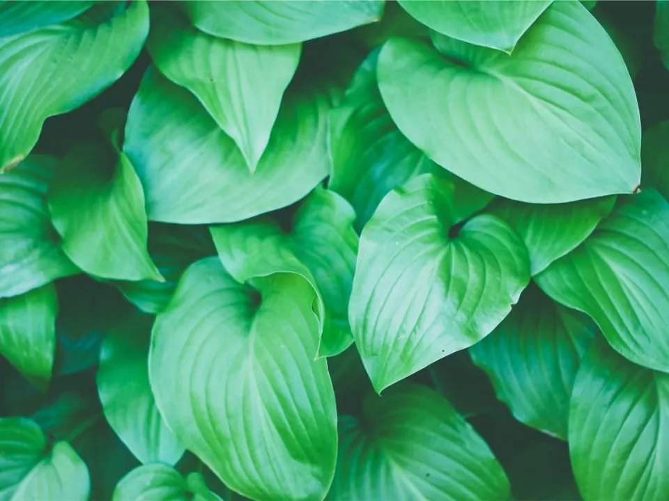 Fresh green leaves